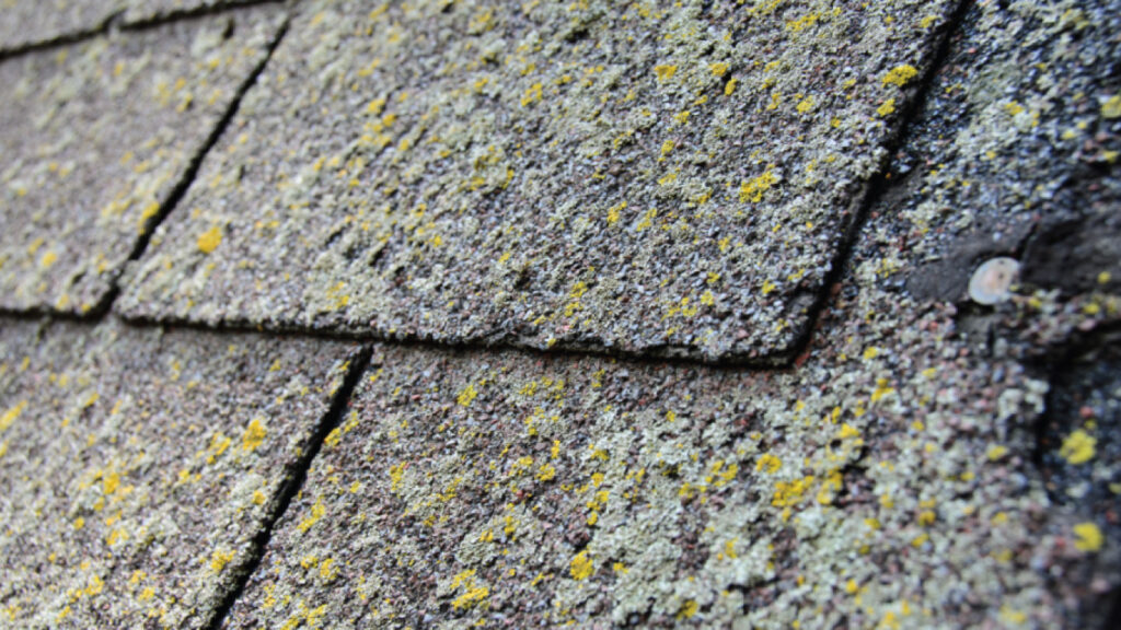 Gloeocapsa magma on florida roof